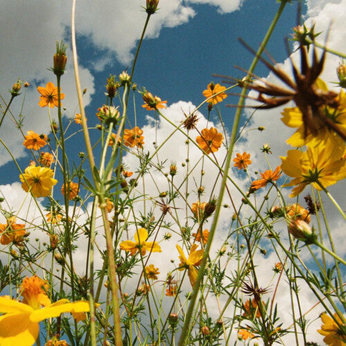 Tasha: You Are Spring! - Yellow - VINYL LP