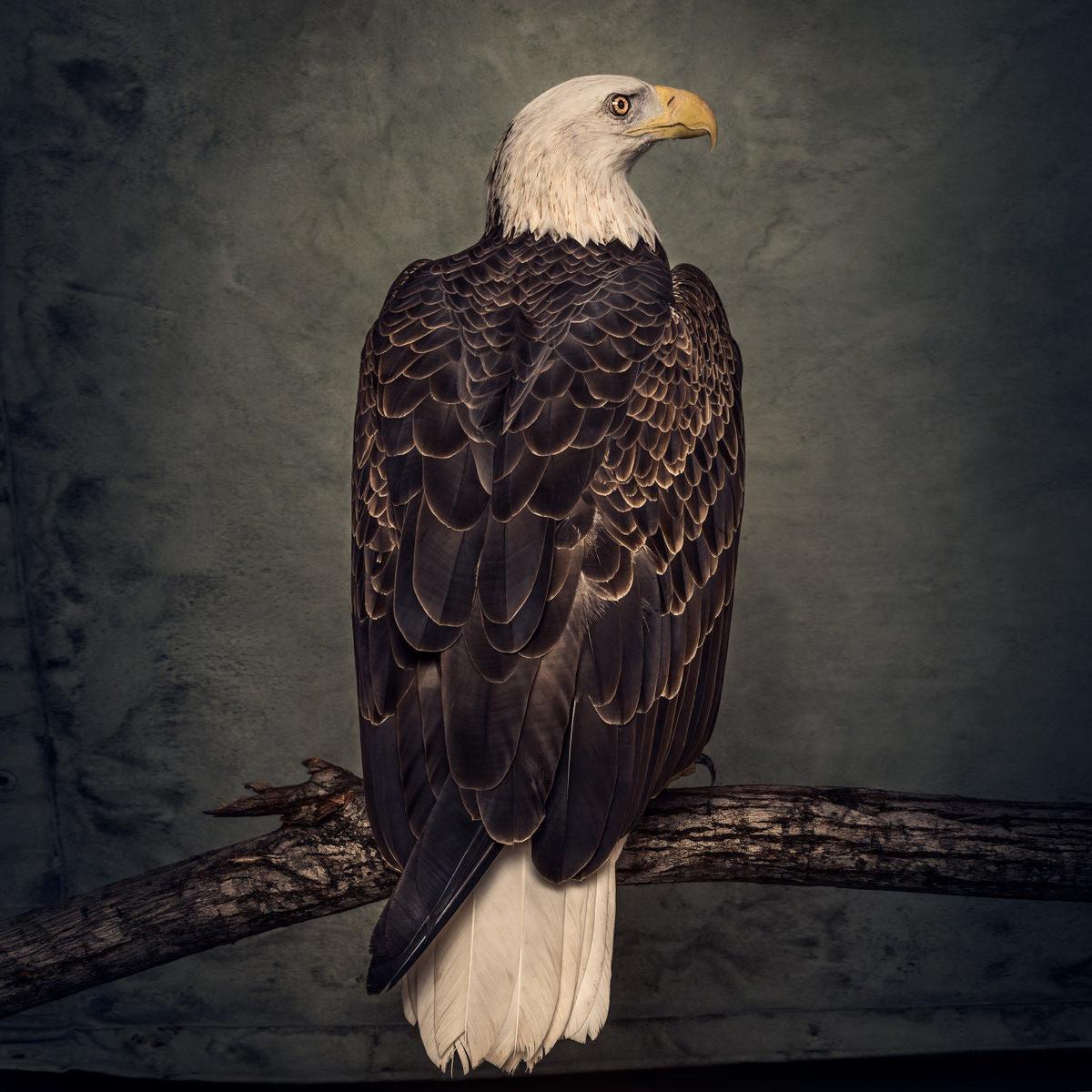 Book of Bad Decisions: Limited Coloured Vinyl LP